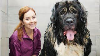 ALONE with a 220lbs Caucasian Shepherd (Ovcharka) 