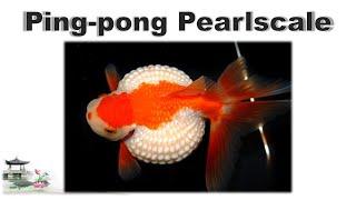 Ping-pong Pearlscale Goldfish 皮球珍珠金鱼