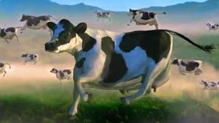 FUNNY COW DANCE 5 │ Cow Song & Cow Videos 2024