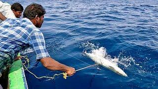 Catching Big King Mackerel Using Live Baits #fishing #seafishing #kingmackerel