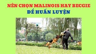 Nên Chọn Malinois Hay Becgie Để Huấn Luyện Trong Thời Điểm Hiện Tại ? Bằng Đoàn TB