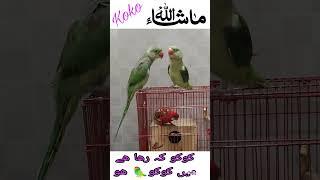 Mera cukcu APNA name pukraty hoy and fufifi full dance party  love birds love parrot's