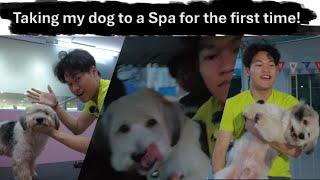 Took My Dog to the Pet Spa for the first time