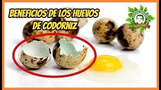 9 Beneficios De Los Huevos De Codorniz