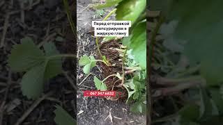 Саженцы  клубники почтой Хитрук Елена Украина #клубника #купить #саженцы  #рассада #хитрукелена