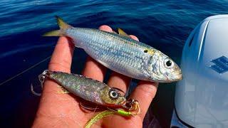 Pesca con SARDINA VIVA y JIGS en MANZANILLO COLIMA.