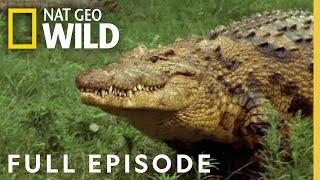 Ultimate Predators (Full Episode) | World's Deadliest