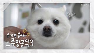 충격실존 강아지가 너무 동그랗다.... | 그루밍공식 시즌3 EP01 백미 입양편 | 유기견 봉사 | Pomeranian Grooming