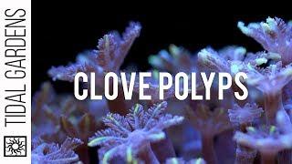 Care Tips for Clove Polyps