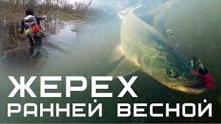 Жерех на спиннинг ранней весной 2021 / Где искать жереха на реке?