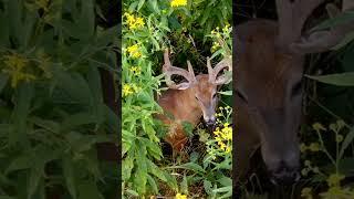 Drone Finds Monster Buck Hiding In Tall Grass #deer #wildlife #nature #deerhunting #hunting