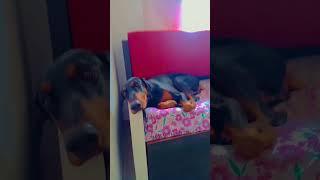 doberman #doglover