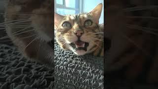 #respect  #cat