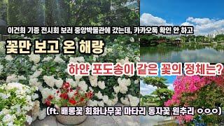 이건희 전시회 보러 갔다 꽃만 보고 온 해랑 ㅣ 한글박물관 중앙박묽관 여름꽃 한창 ㅣ 목수국 배롱꽃 능소화 동자꽃 마타리 비비추 범부채꽃