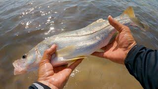 PESCA de ROBALOS con señuelos de plástico - TÉCNICA REVELADA! 