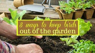 8 Ways to Keep Birds Out of the Garden