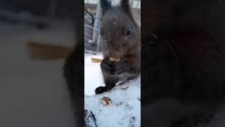 Задумчивый взгляд белки. #белка #squirrel #белочка #природа #zoo #белки