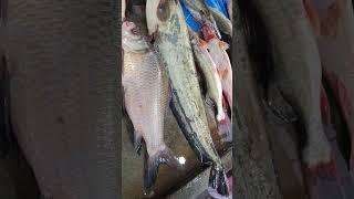 FISH MARKET     #yoytubeshorts  #shorts  #fishing  #shortsfeed