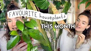 FAVOURITE Houseplants This Month  Top 10 Best Indoor Plants Of The Month