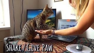 CAT TRICK: cat gives / shakes paw