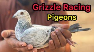 Grizzle Racing Pigeons | White Racing Pigeon