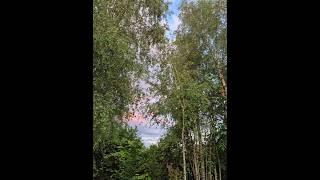Вечер в Деревне  Красота ️#красота #природа #закат #цветы #жизнь #деревня #блогер #позитив #ok