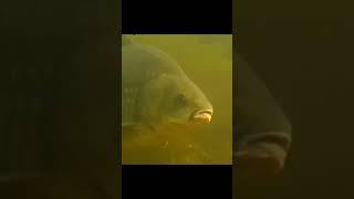 #карась #информация #полезно #познавательно #рыбалка #fishing #рекомендации #top #запоріжжя