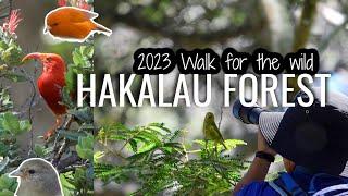 Hakalau forest: Witnessing Hawaiian Native Honeycreepers | Big Island Hawaii