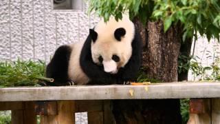 Giant Panda Tantan of 2012 September at Kobe, Japan #1