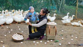 3 Days: Mother & Daughter Harvest Duck Eggs Go to market sell - Cooking - Build garden