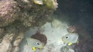 Four-eyed Butterflyfish (Chaetodon capistratus) at the White River Fish Sanctuary