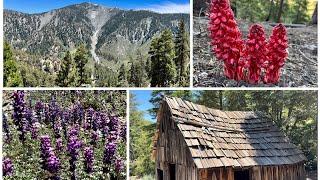 Vincent Gap to Mine Gulch to Cabin Flat to Lupine to Guffy to Blue Ridge to Inspiration Point Loop