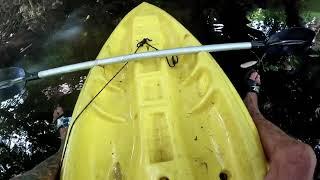 Low Bridges Trees Down Kayak Down The Creek