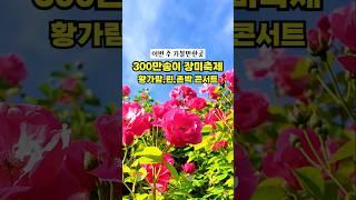 실시간 300만송이 장미축제가 열리는 울산대공원 장미원 개화상황 지금 너무 예쁘네요 #울산가볼만한곳 #울산대공원 #울산대공원장미축제 #울산장미축제 #장미