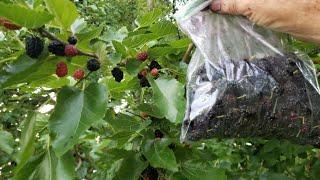 Harvesting Mulberries The Easy Way!