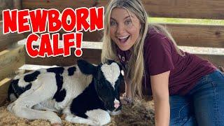 This NEWBORN BABY COW Has A HEART ON HER HEAD! *CUTE ANIMALS*