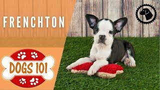 Dogs 101 - FRENCHTON - Top Dog Facts about the FRENCHTON | DOG BREEDS  #BrooklynsCorner