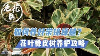 【开箱评测076】花金刚叶子为什么变绿了？如何养好橡皮树？花叶橡皮树养护攻略 Unboxing and repotting variegated Rubber Fig.