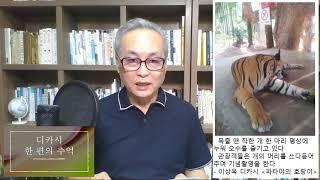 한국디카시연구소 KDI방송 디카시 한 편의 추억 27_ 이상옥 시인의 디카시 '파타야의 호랑이'