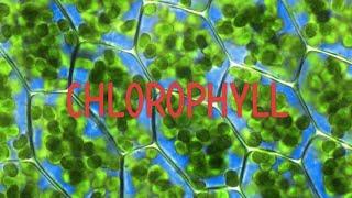 #What is chlorophyll? #Define chlorophyll? #Chlorophyll.