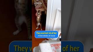 ️ They wanted rid of her ️ #kitten #cats #cat #pets