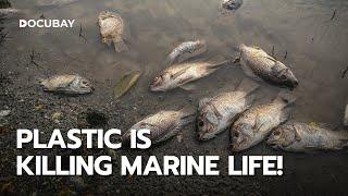 Plastic Shores - How Plastic is Harming Marine Life | DocuBay