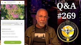 Backyard Beekeeping Q&A 269 are flowers blooming too soon?