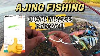 AJING FISHING || Effective na softbait | Cigar wrasse FRENZY! | Bohol, Philippines | #BoyPasolTV