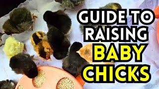 How To Raise Day-old Baby Chicks All The Way To Egg-laying Hens