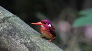 South Philippine Dwarf-kingfisher