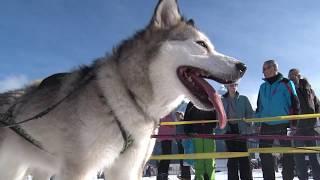 Schlittenhunderennen Studen SZ 2019