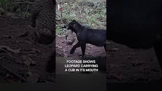 India: Rare Black Leopard Spotted In Forest In Odisha | Subscribe to Firstpost