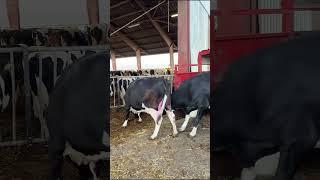 Farm Cows #shorts #fyp #cow #feeding #milking #hoofing