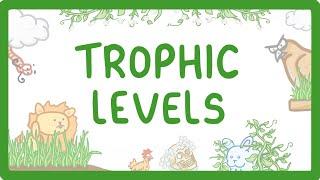 GCSE Biology - Trophic Levels - Producers, Consumers, Herbivores & Carnivores  #86